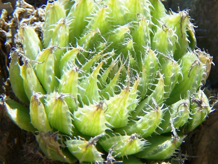 Exploring The Haworthia Types That Are Good For Small Spaces