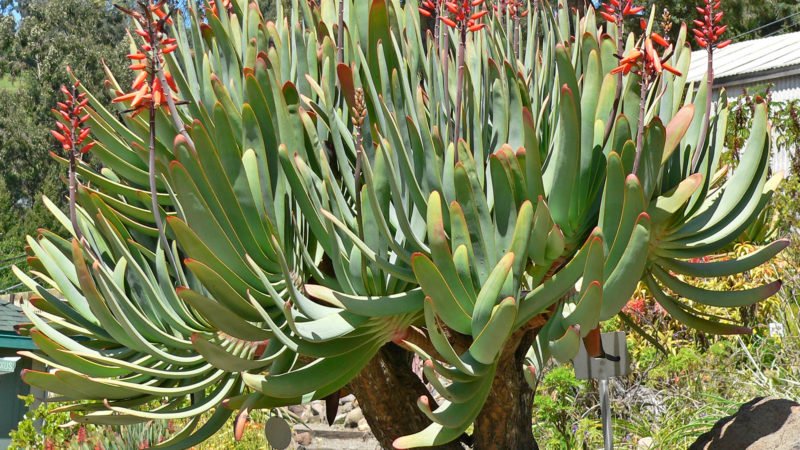 Aloe Plicatilis: How To Grow, Care and Use