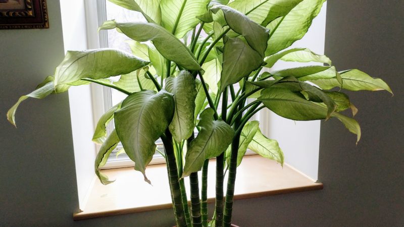 Dieffenbachia: Care And How To Grow The Dieffenbachia Plant