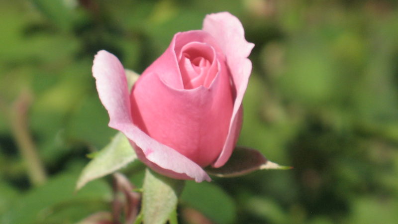 How To Prune Roses: Tips For Beginners
