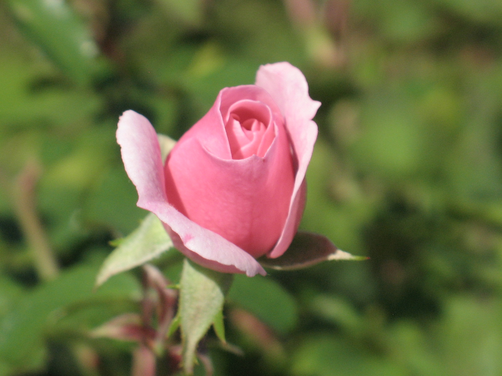 How To Prune Roses: Tips For Beginners