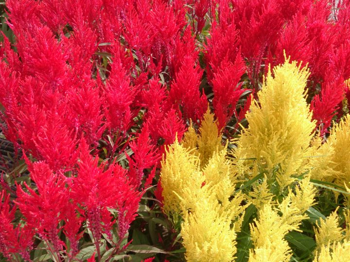 How To Take Celosia Care? Know More About Cockscomb Flower