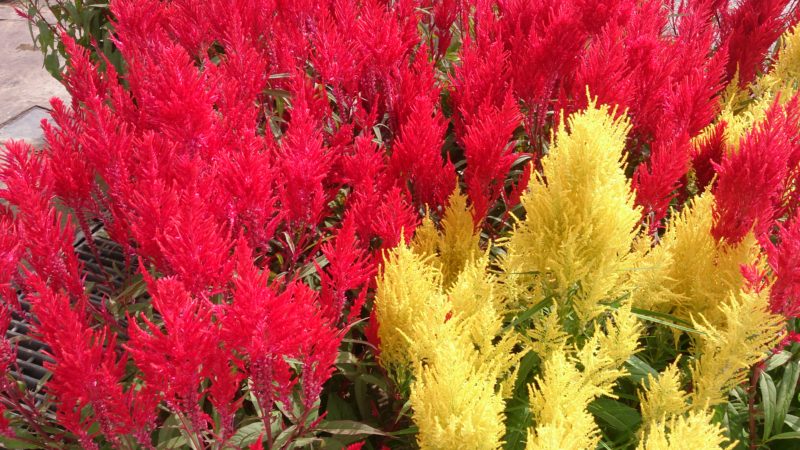 How To Take Celosia Care? Know More About Cockscomb Flower