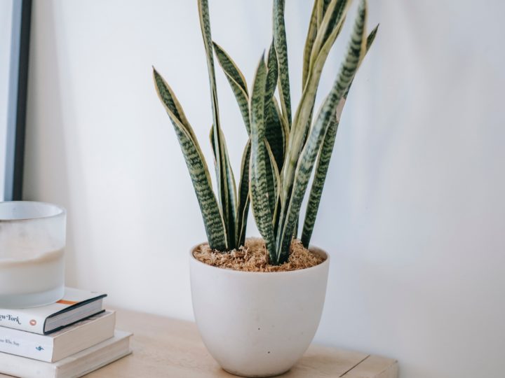 Best Dracaena Varieties That You Can Have For Indoors