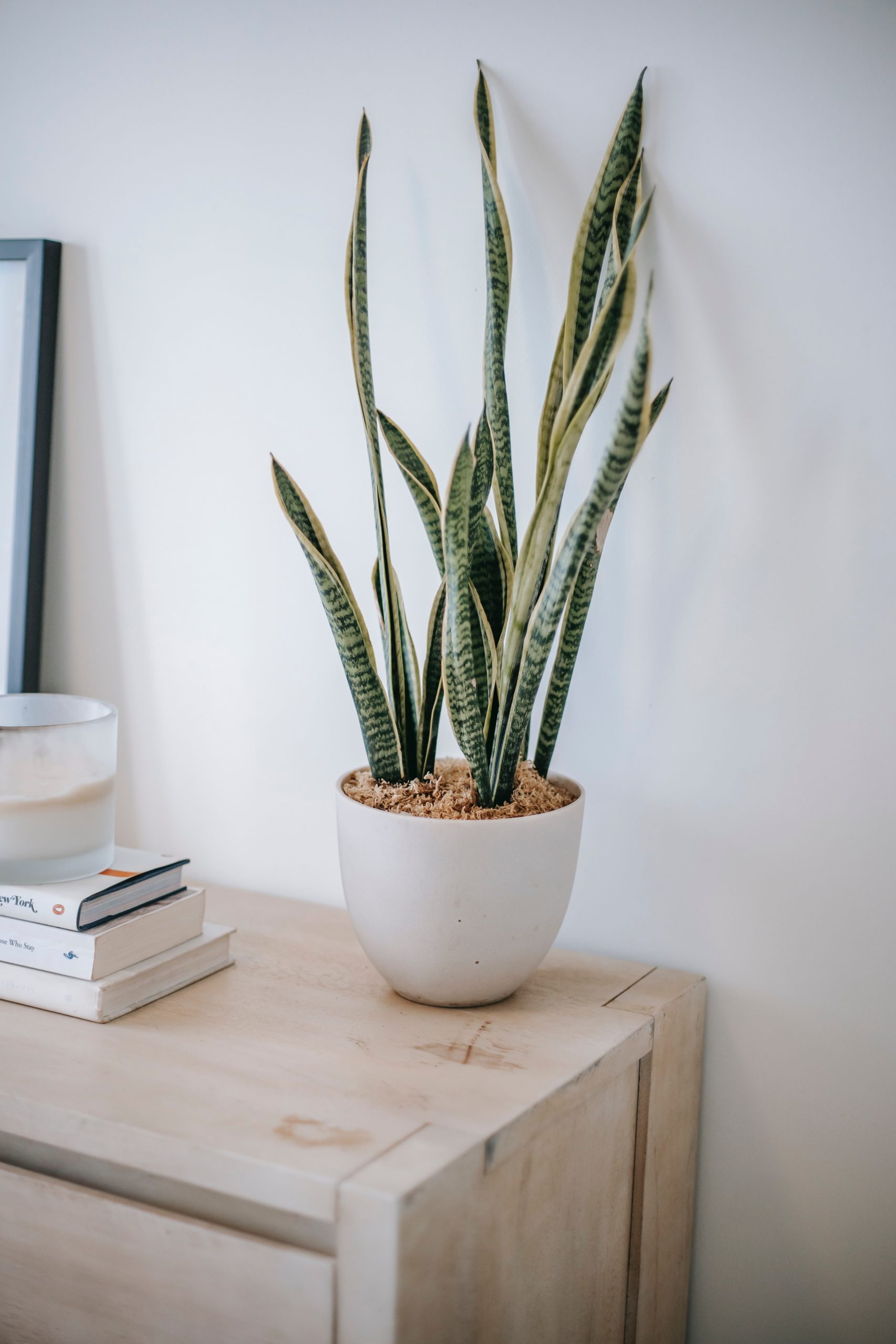 Best Dracaena Varieties That You Can Have For Indoors