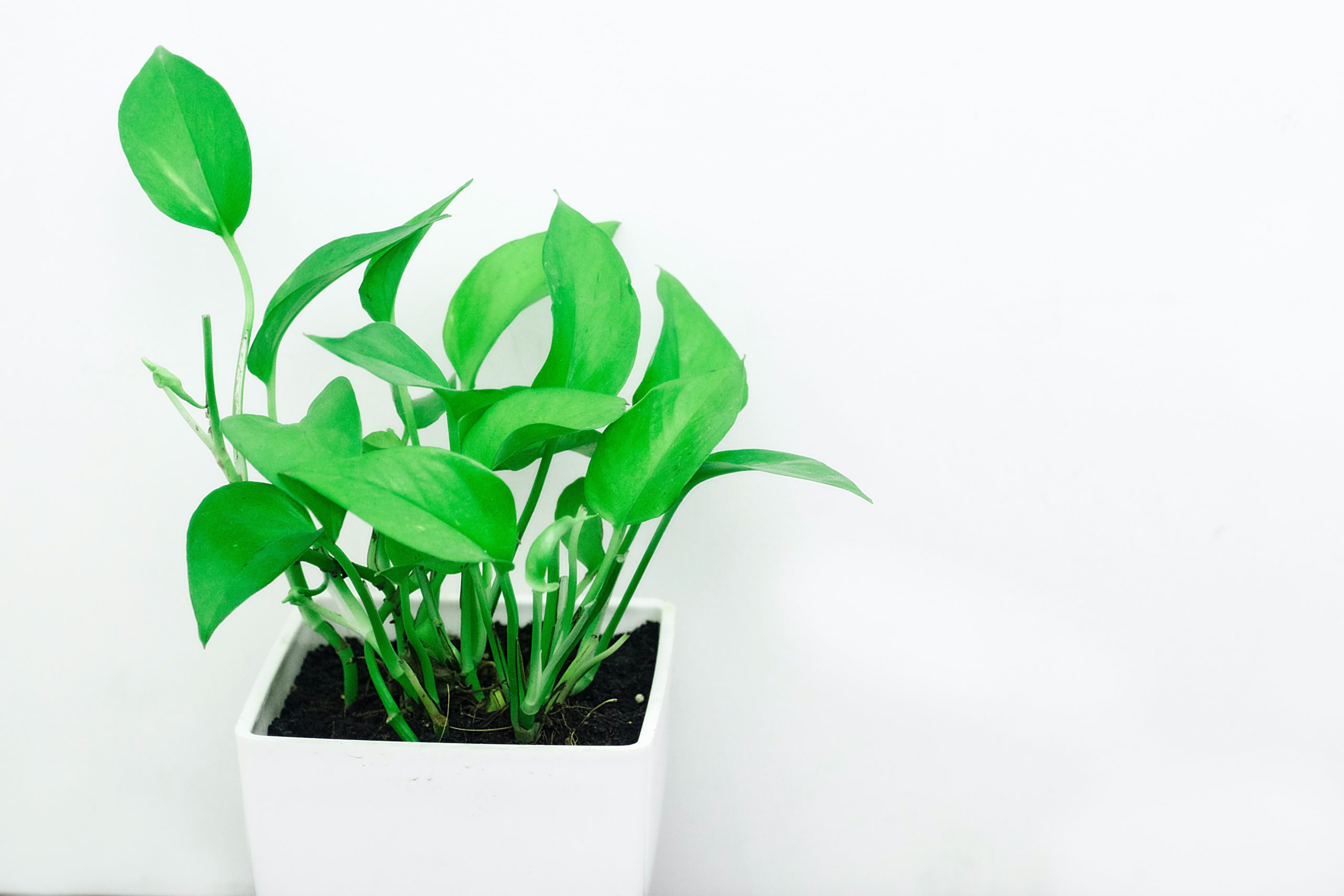 Popular types of pothos That Are Best For Your Home