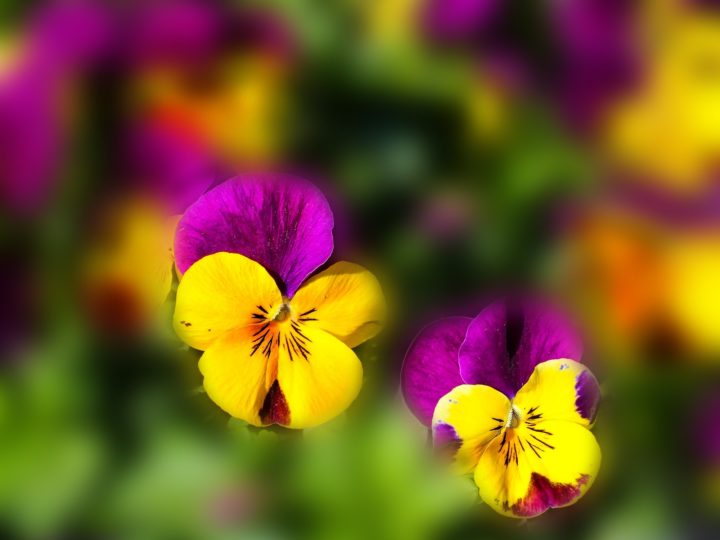 Pansy Care: How To Plant, Grow And Care For Pansies