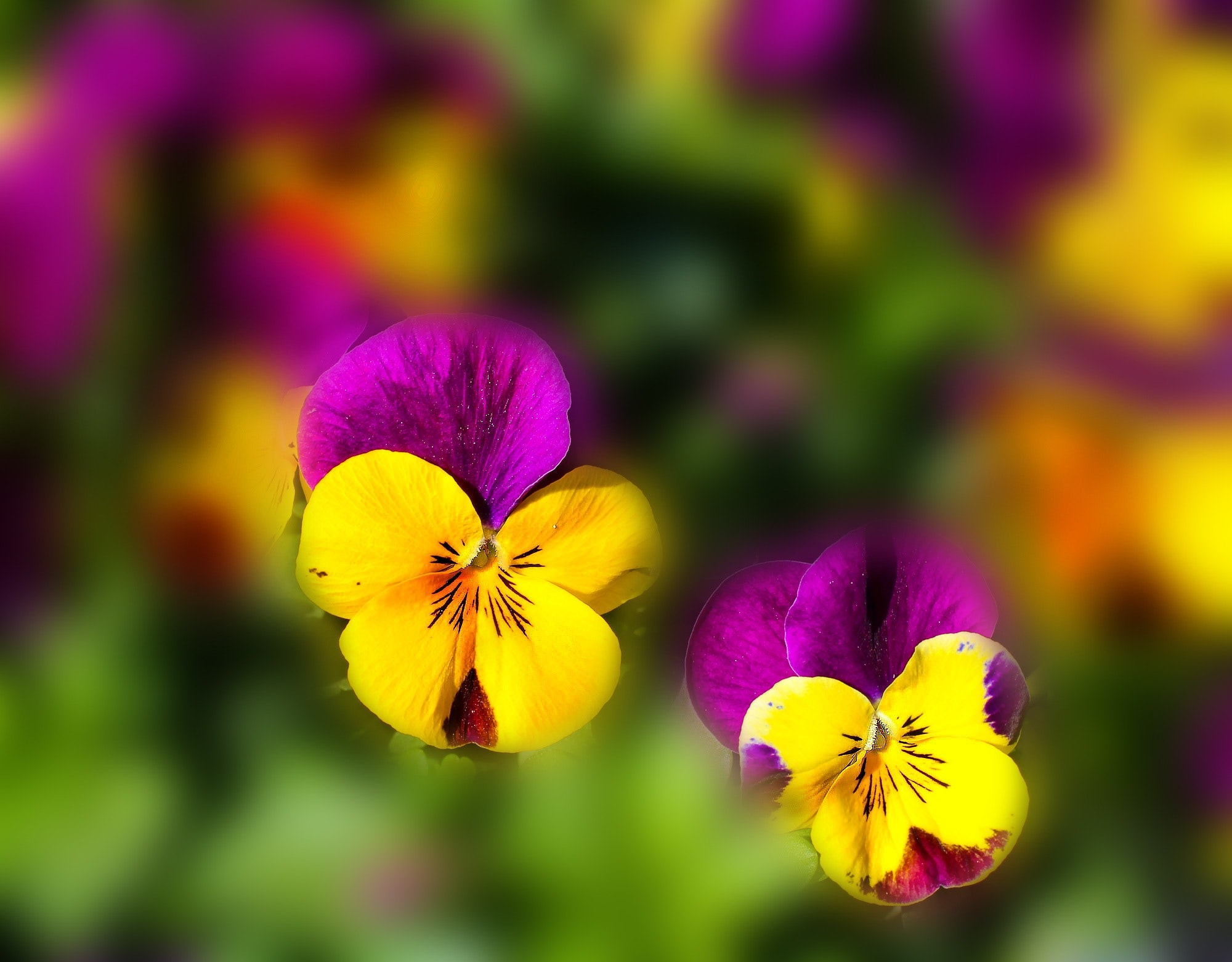 Pansy Care: How To Plant, Grow And Care For Pansies