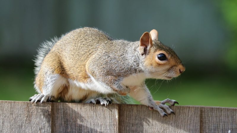 Effective Squirrel Repellent Methods To Keep Them Out Of Your Grden