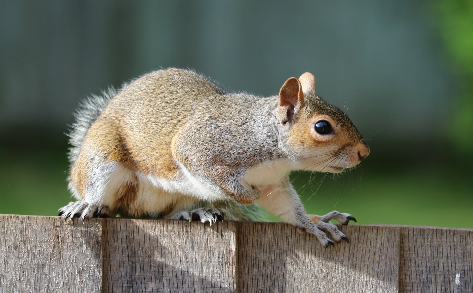 Effective Squirrel Repellent Methods To Keep Them Out Of Your Grden