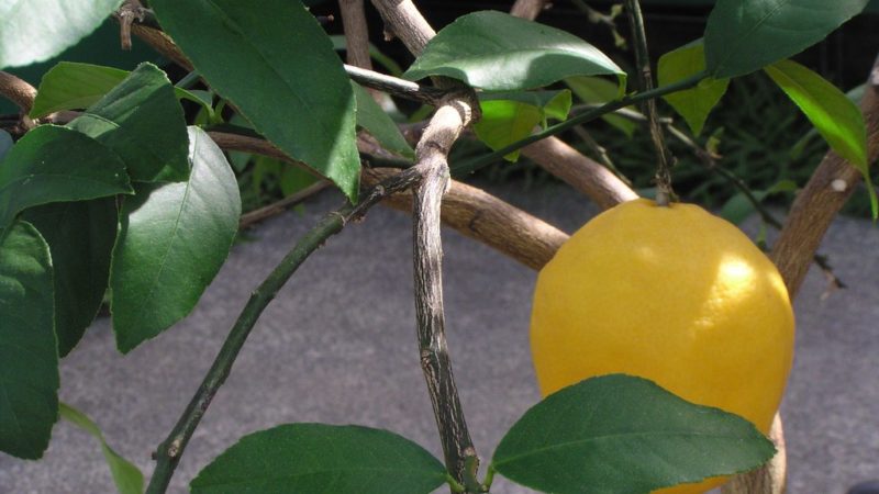 Grapefruit Tree: How To Grow Grapefruit And Care