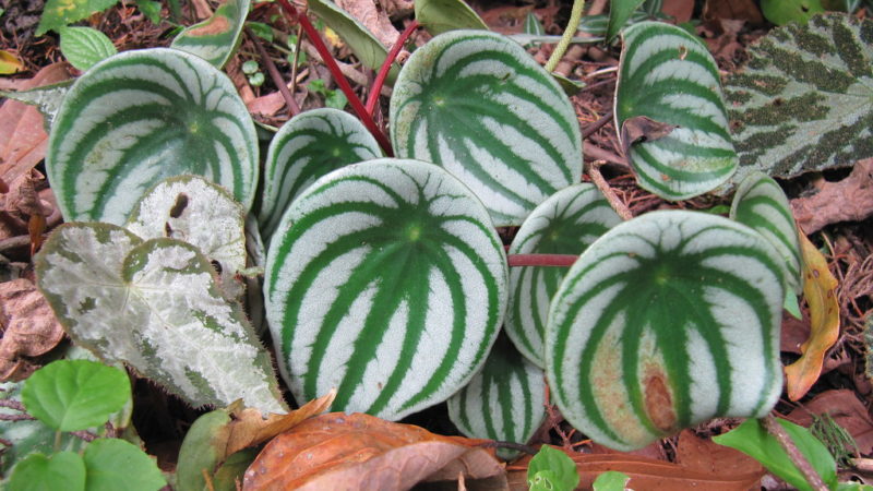 Amazing Tips for WaterMelon Peperomia Care