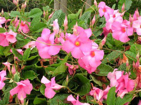Know-How To Take Mandevilla Care