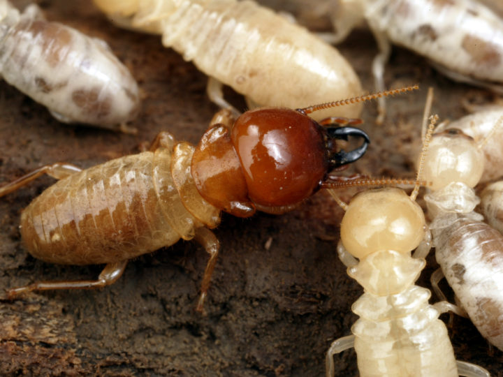 What Do Termites Look Like? – Termite Identification And Control