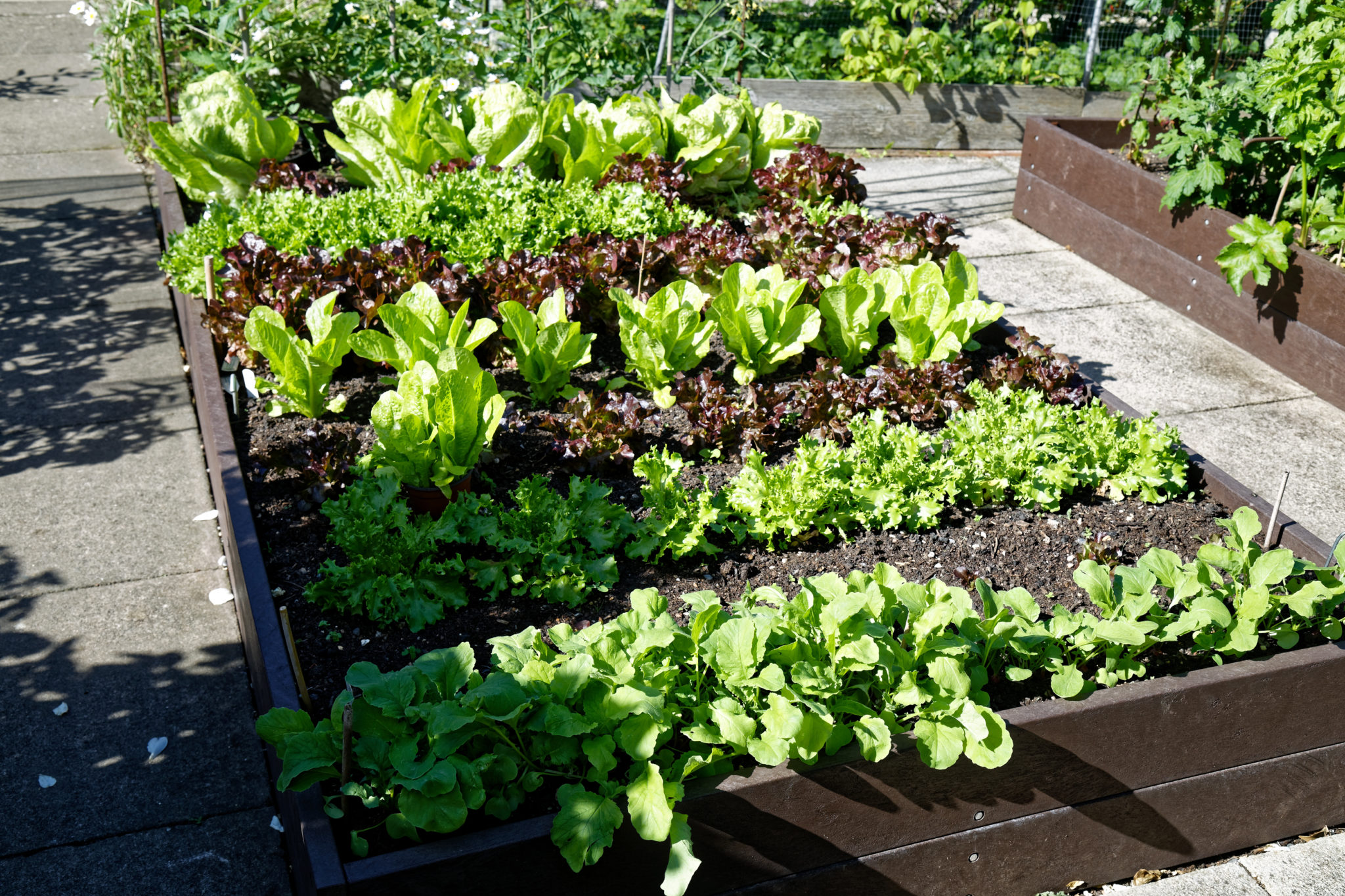 Backyard Vegetable Garden Ideas to Make Your Own Vegetable Garden