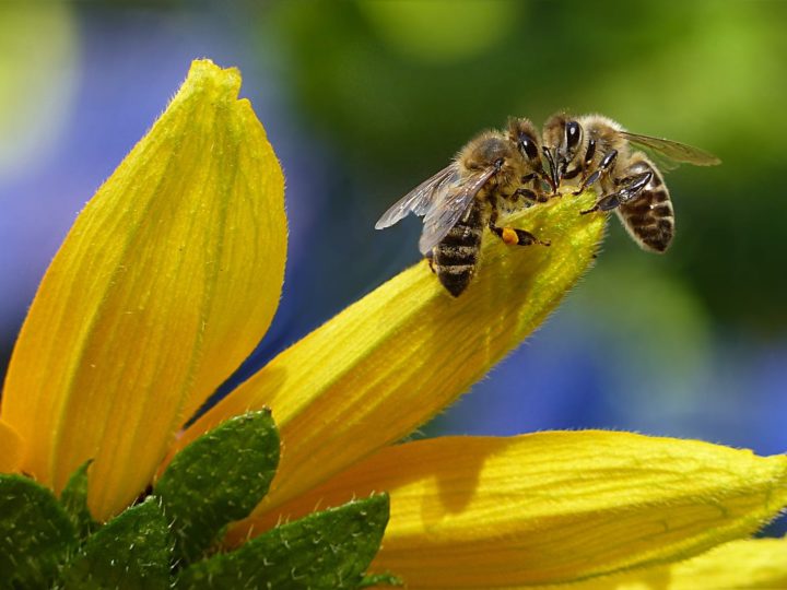 Effective Natural Bee Repellent Methods To Keep Your Garden Bee-Free