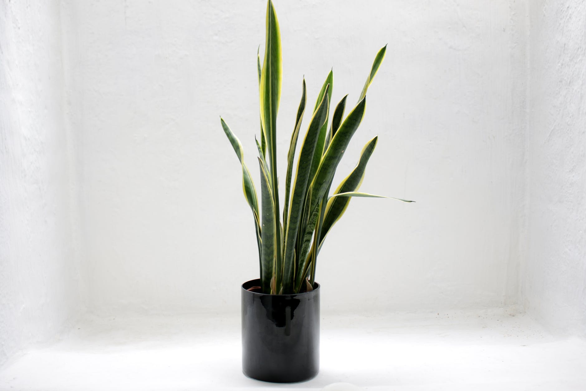 Sansevieria Moonshine Care & Growing Guide
