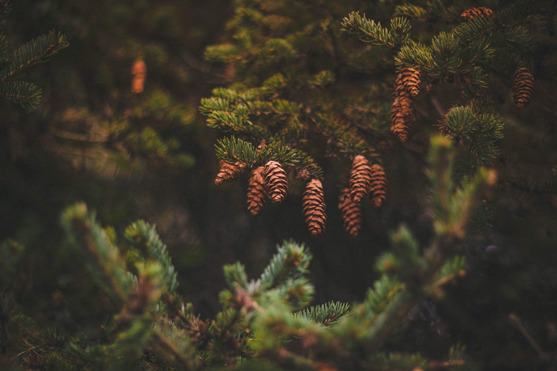 Identifying Different Types of Pine Trees