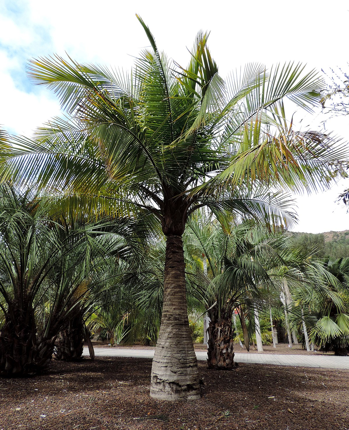 How To Care For Madagascar Palm
