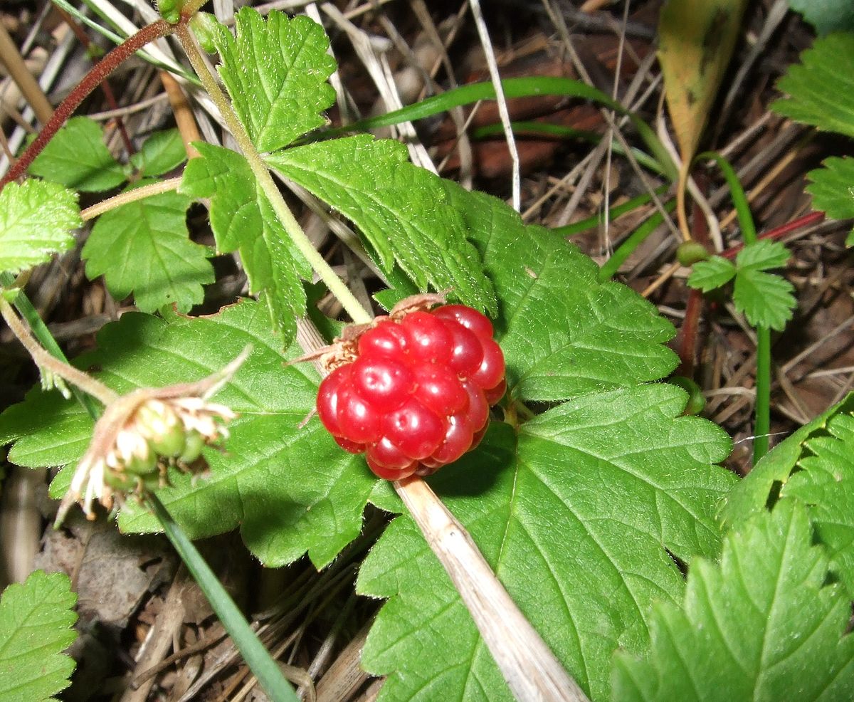 How To Plant And Care For The Raspberry Plant