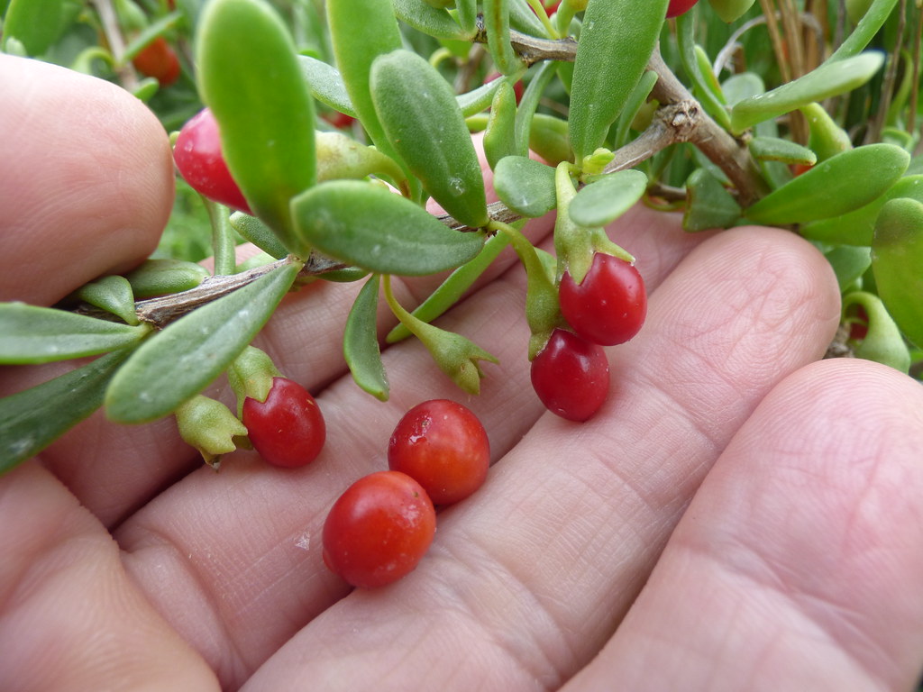 How To Grow And Care For Goji Berry Plant