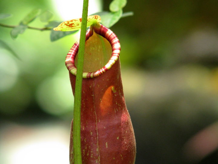 Pitcher Plant Care: The Complete Guide