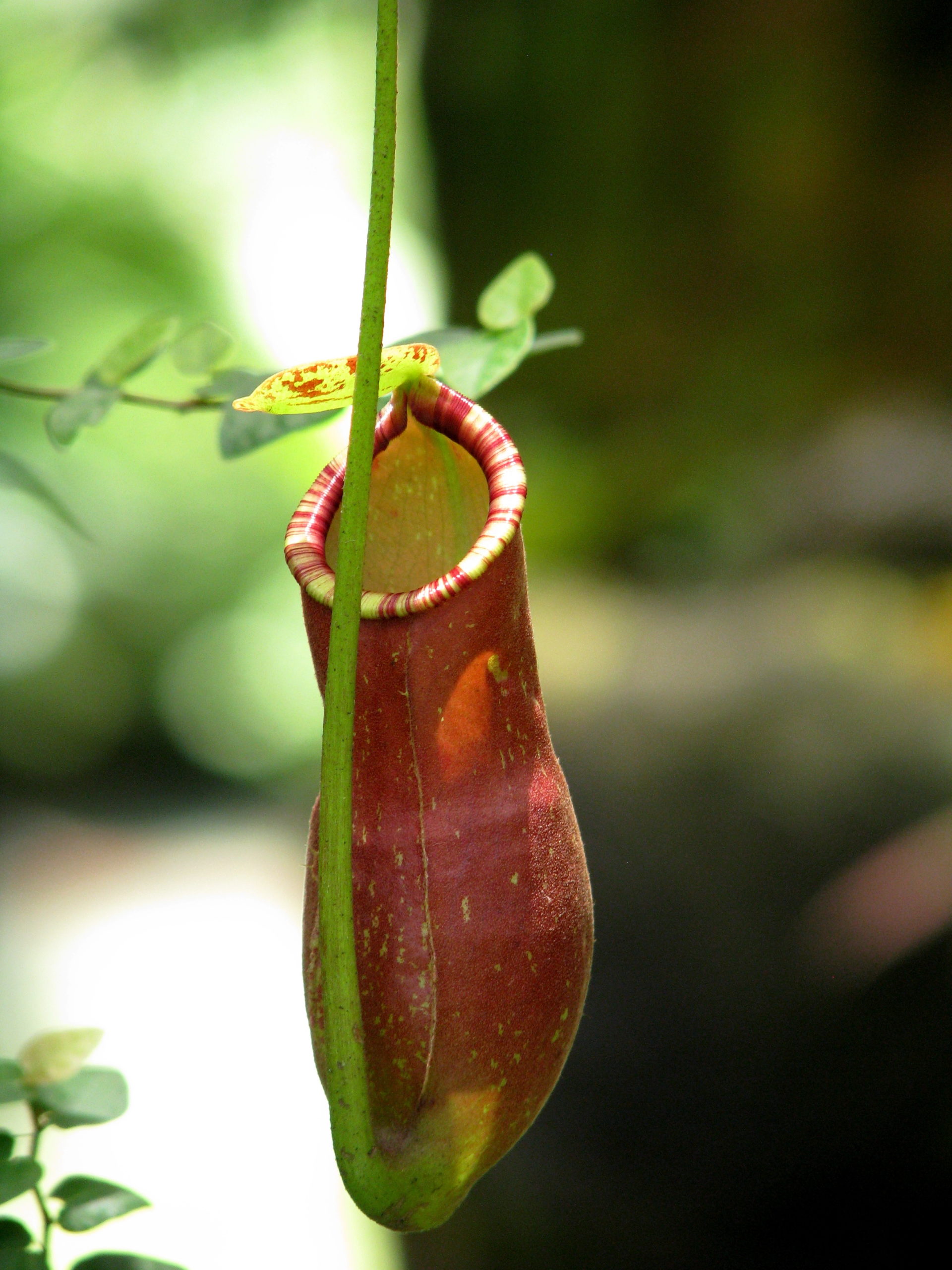 Pitcher Plant Care: The Complete Guide
