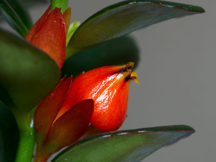 Goldfish Plant Care: A Complete Guide To The Exotic Beauty