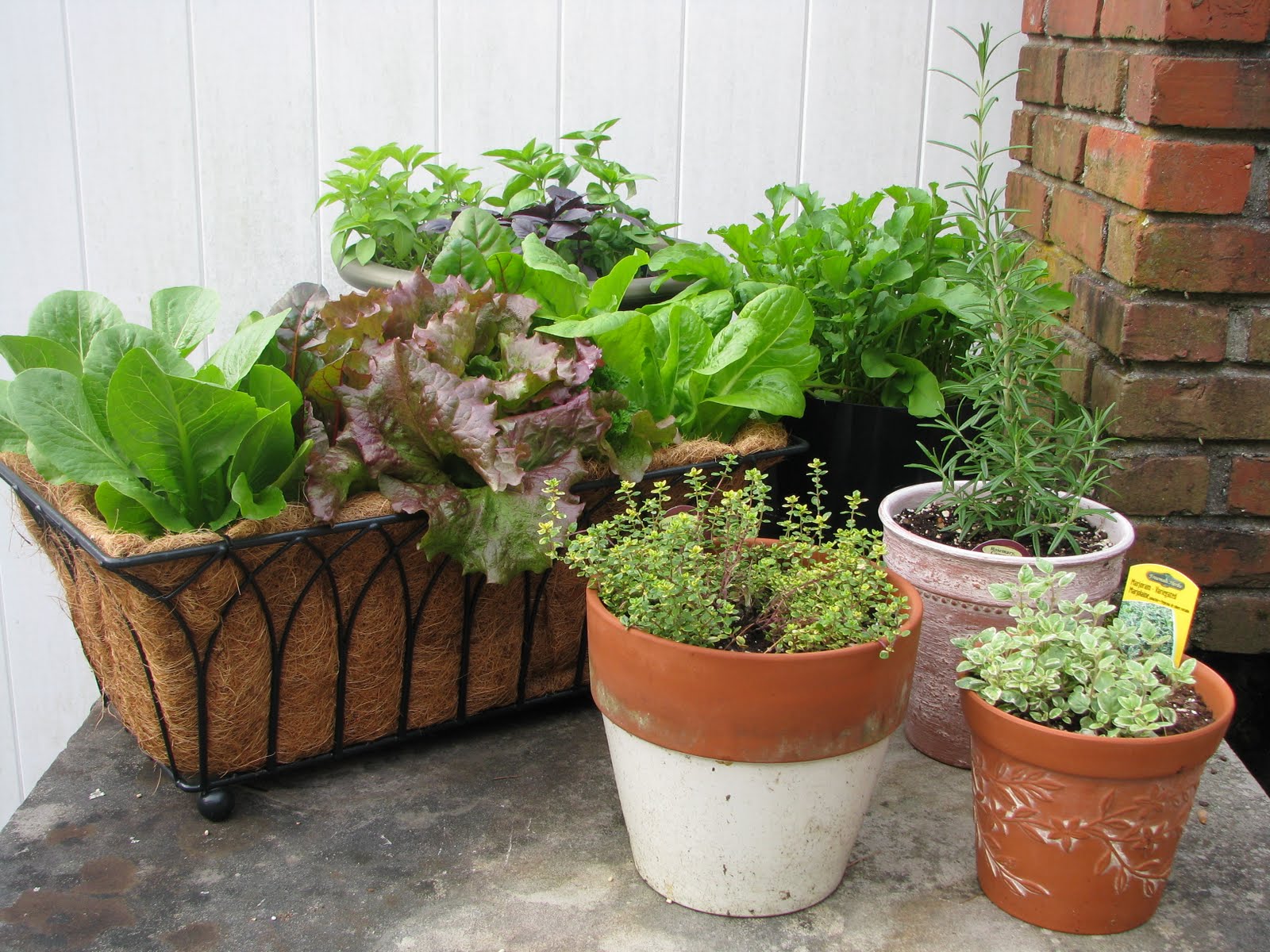 Easy Vegetable to Grow in Pots: Now Grow Vegetables Without a Garden Patch
