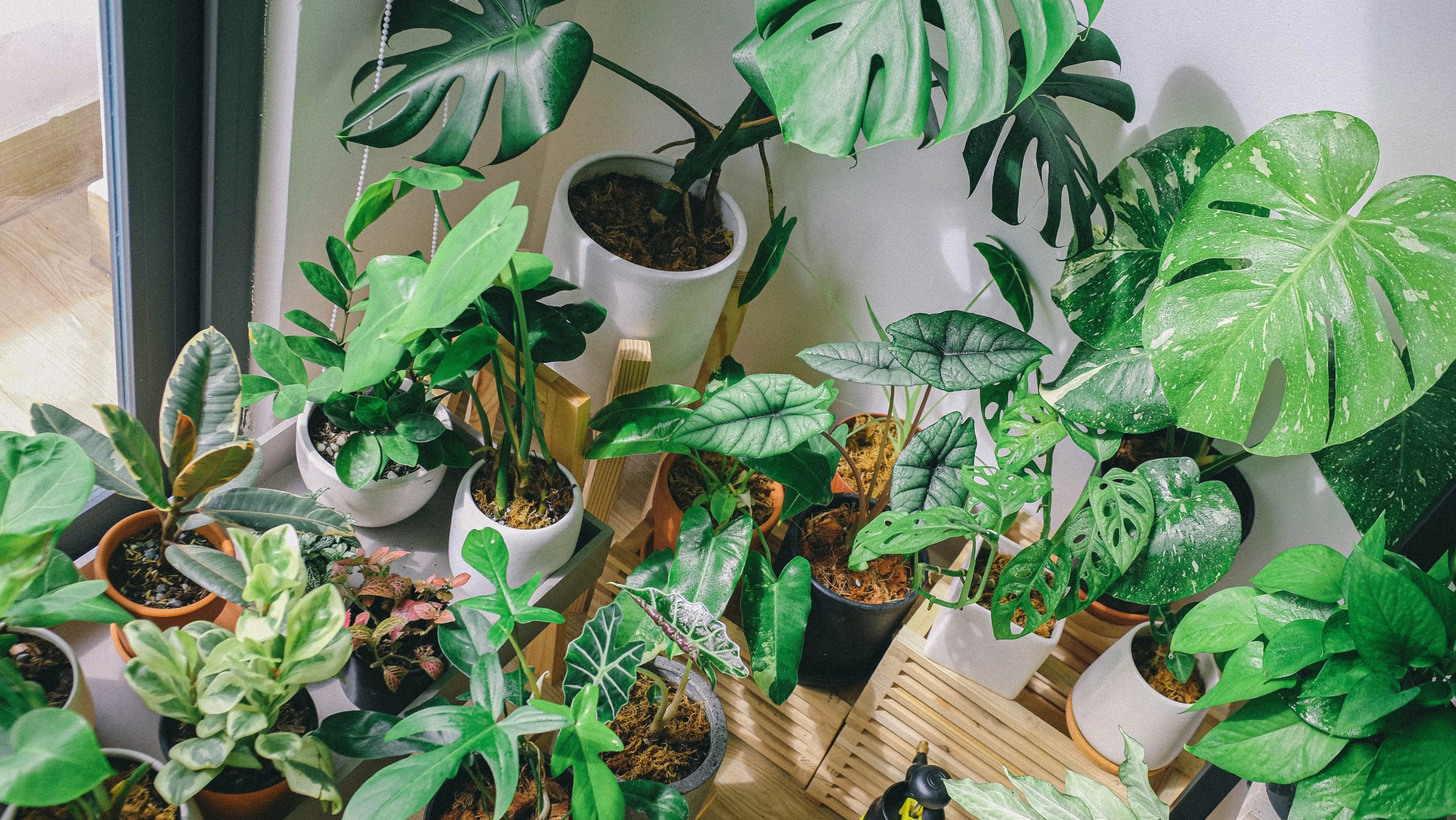 Best Houseplants for Beginners to Start Your Collection