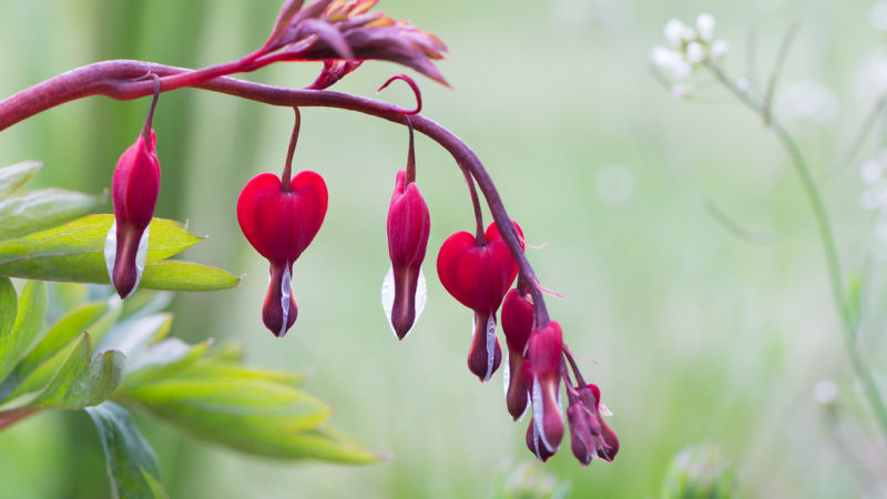 Bleeding Heart Plant care: The Designer Beauty For Garden