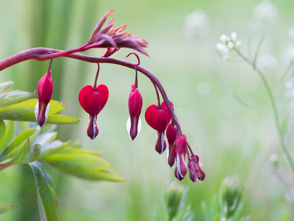 Bleeding Heart Plant care: The Designer Beauty For Garden