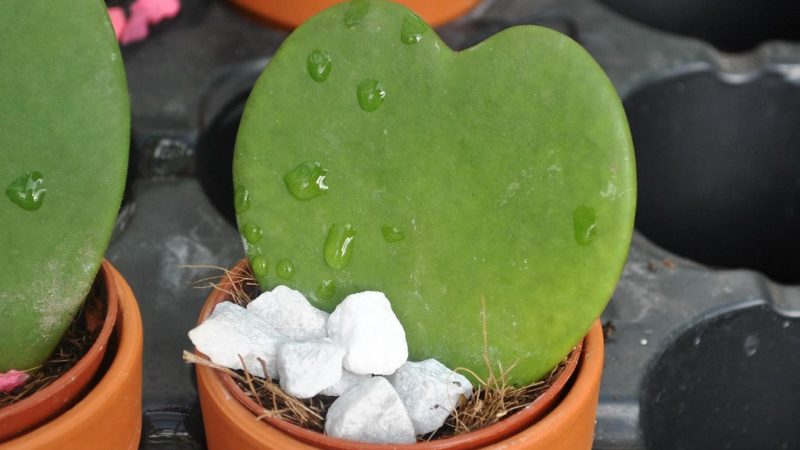 Hoya Heart Plant: The Hanging Heartfull Garden Beauty