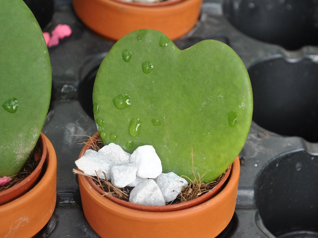 Hoya Heart Plant: The Hanging Heartfull Garden Beauty