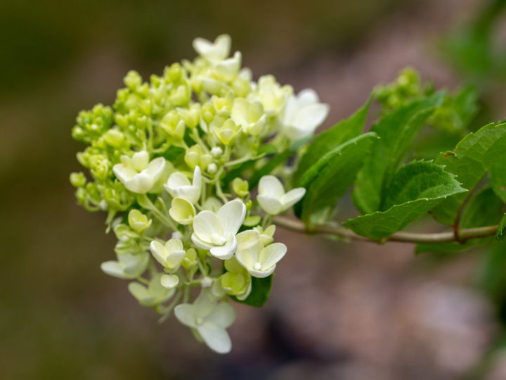 The Ultimate Guide To Growing The Panicle Hydrangea