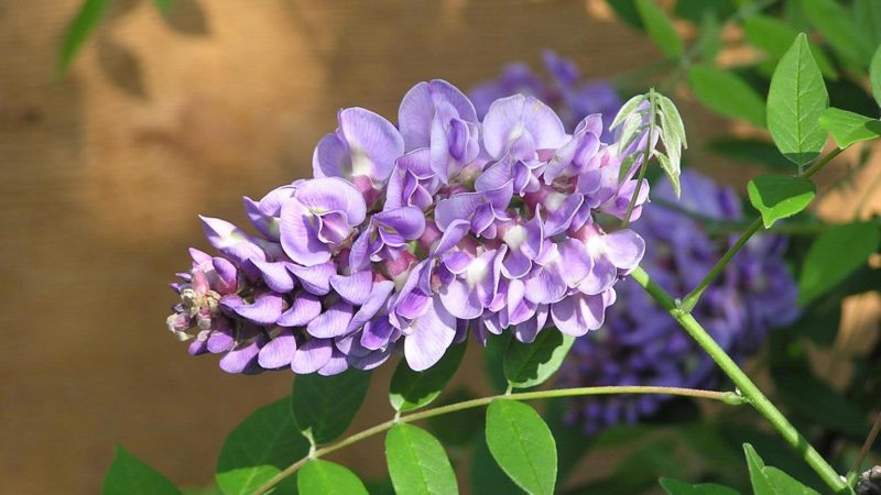 Fanciable Ornamental Plants To Have A Alluring Garden