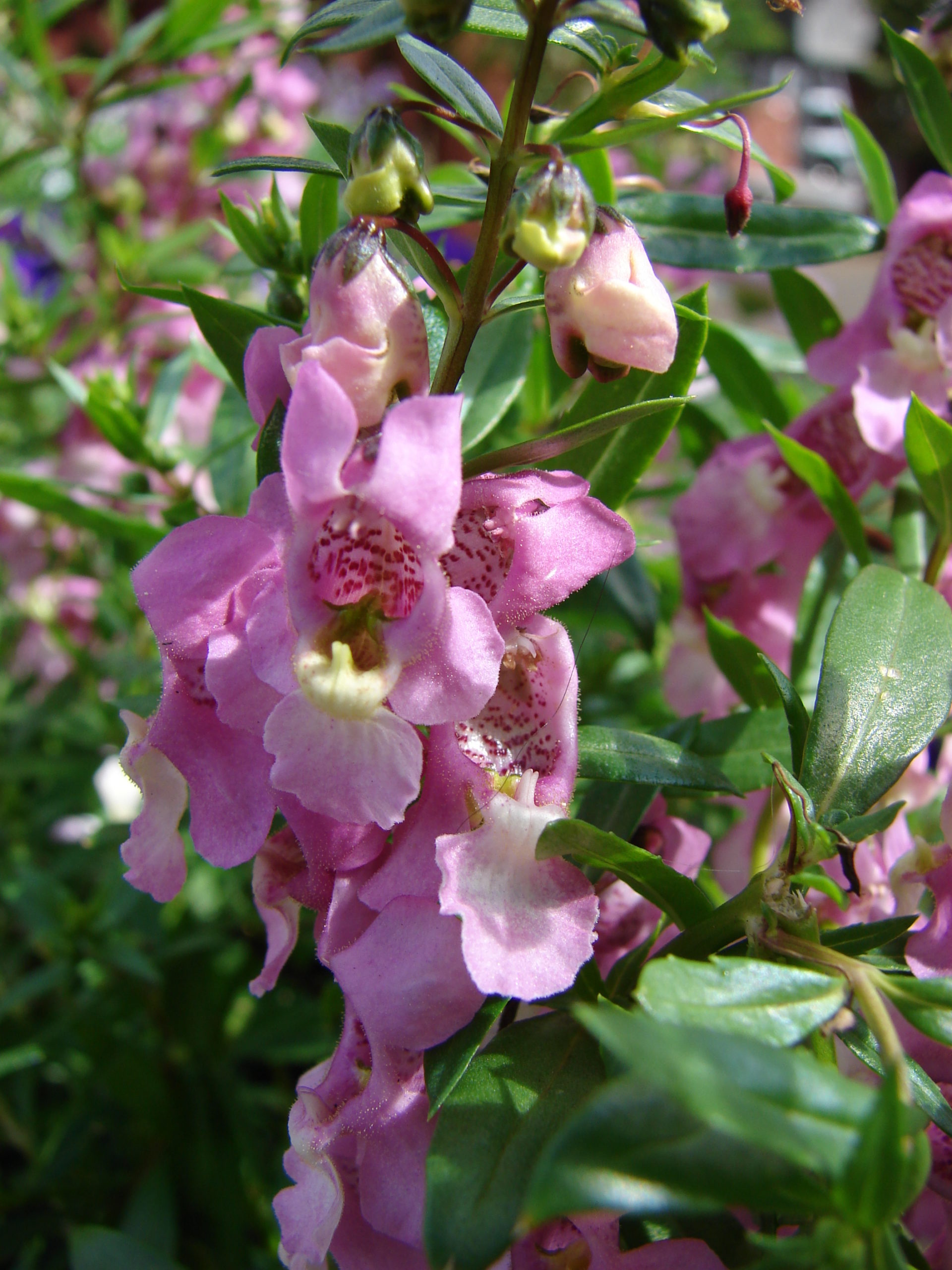 Angelonia Plant: How To Grow And Care For The Annual Beauty