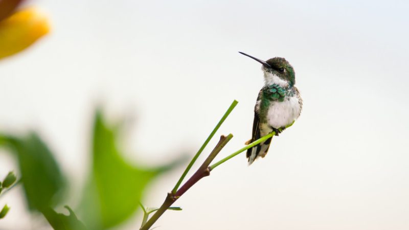 Best Tips To Attract HUmmingbirds In Your Yard