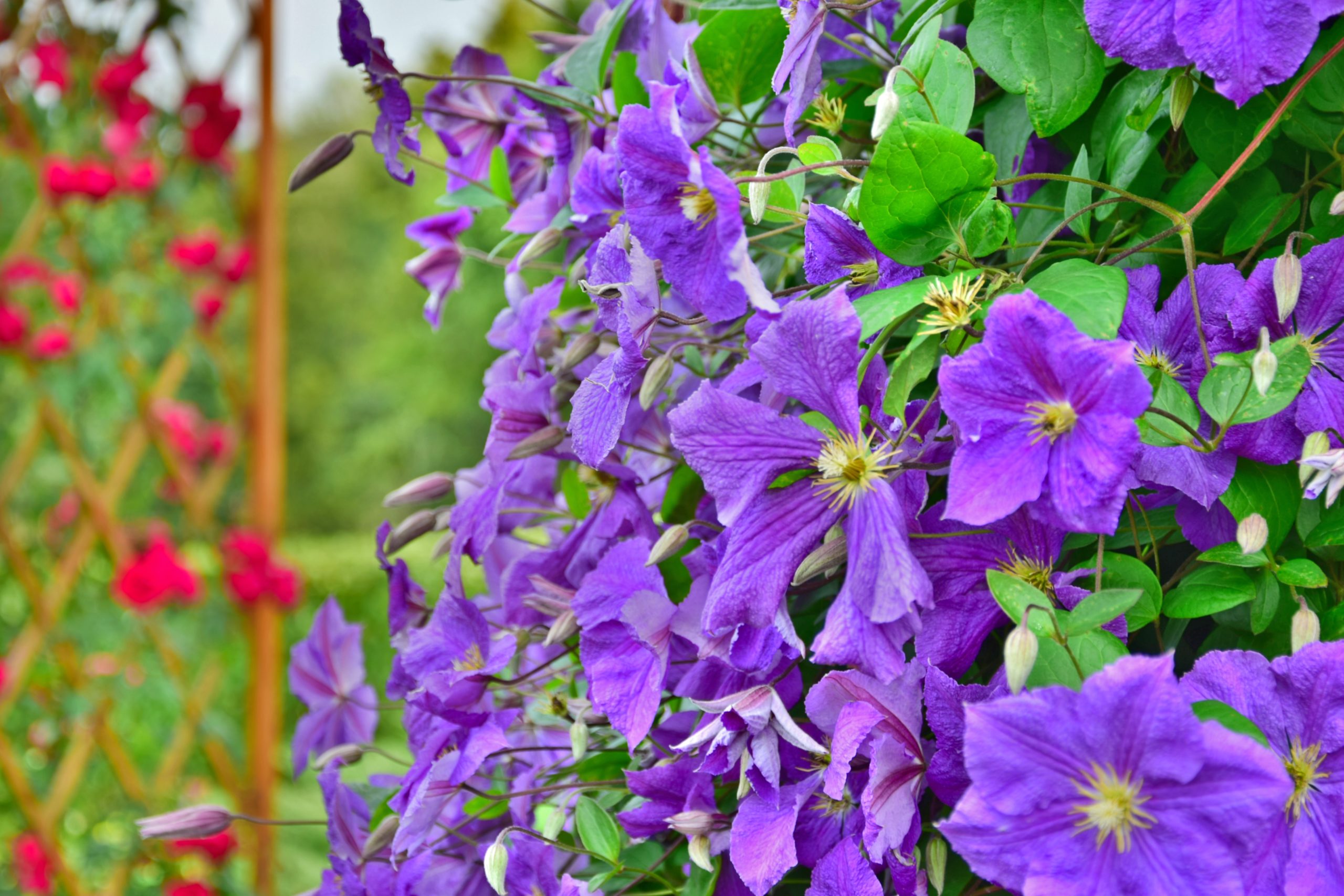 Beautiful Low-Maintenance Landscaping Plants for a Worry-Free Landscape