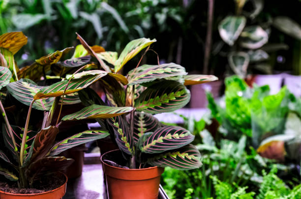 The Graceful Prayer Plant: A Guide to Care and Appreciation