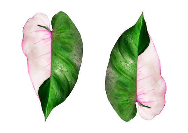 Pink Princess Philodendron: The Rare and Beautiful Houseplant that’s Taking the Indoor Plant World by Storm