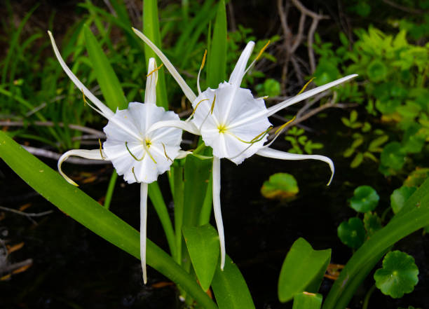 Spider Lily: A Guide to Growing and Caring for this Stunning Flower