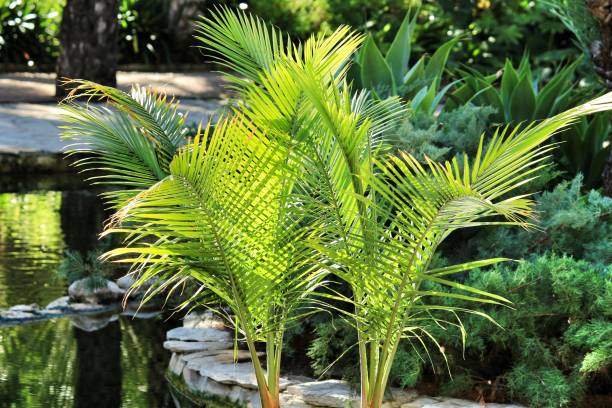 A Comprehensive Guide on Growing and Caring for Majesty Palm