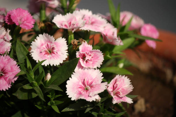 Carnation Flower: Plant Care and Growing Guide