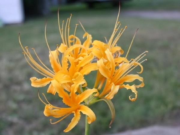 Golden Spider Lily (Lycoris aurea)